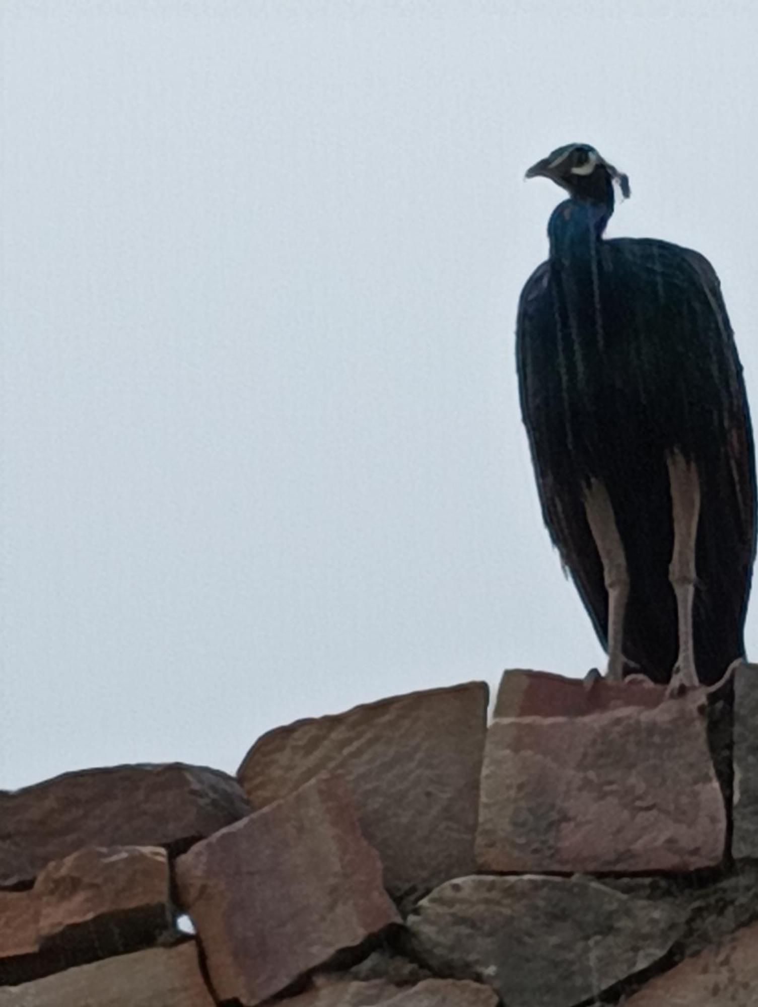 فندق The Vanashrya Ranthambore Khilchīpur المظهر الخارجي الصورة