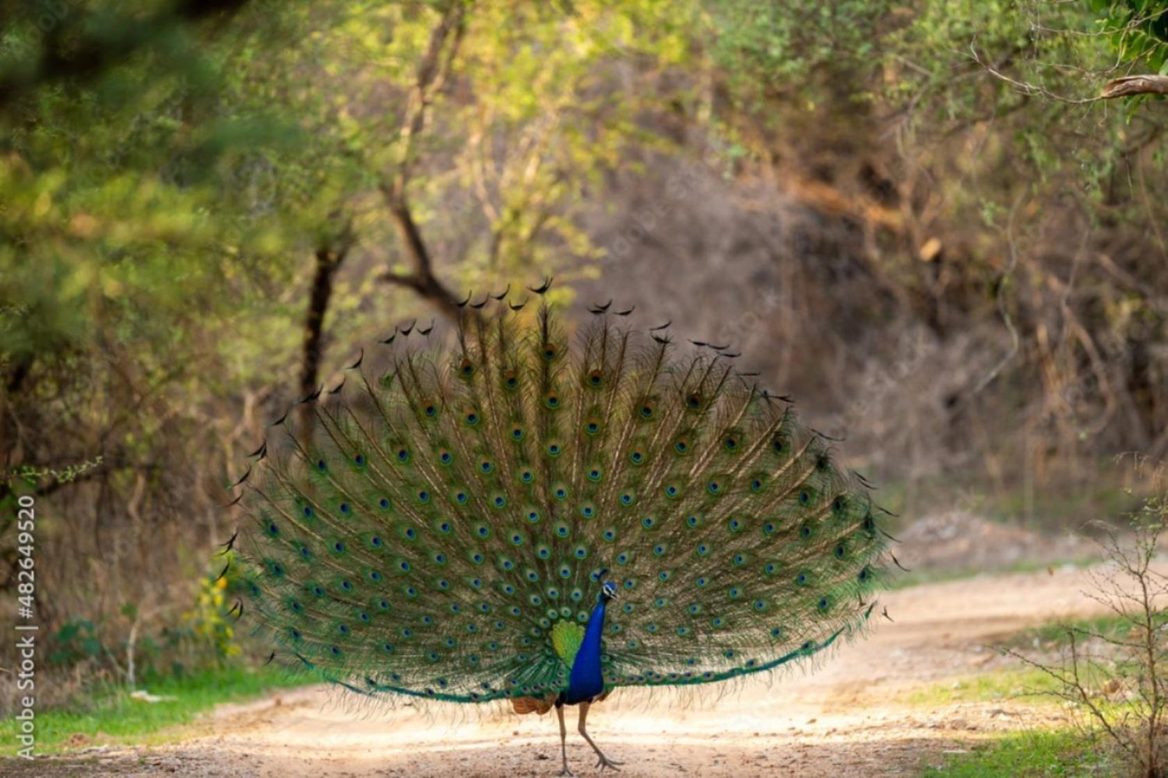 فندق The Vanashrya Ranthambore Khilchīpur المظهر الخارجي الصورة