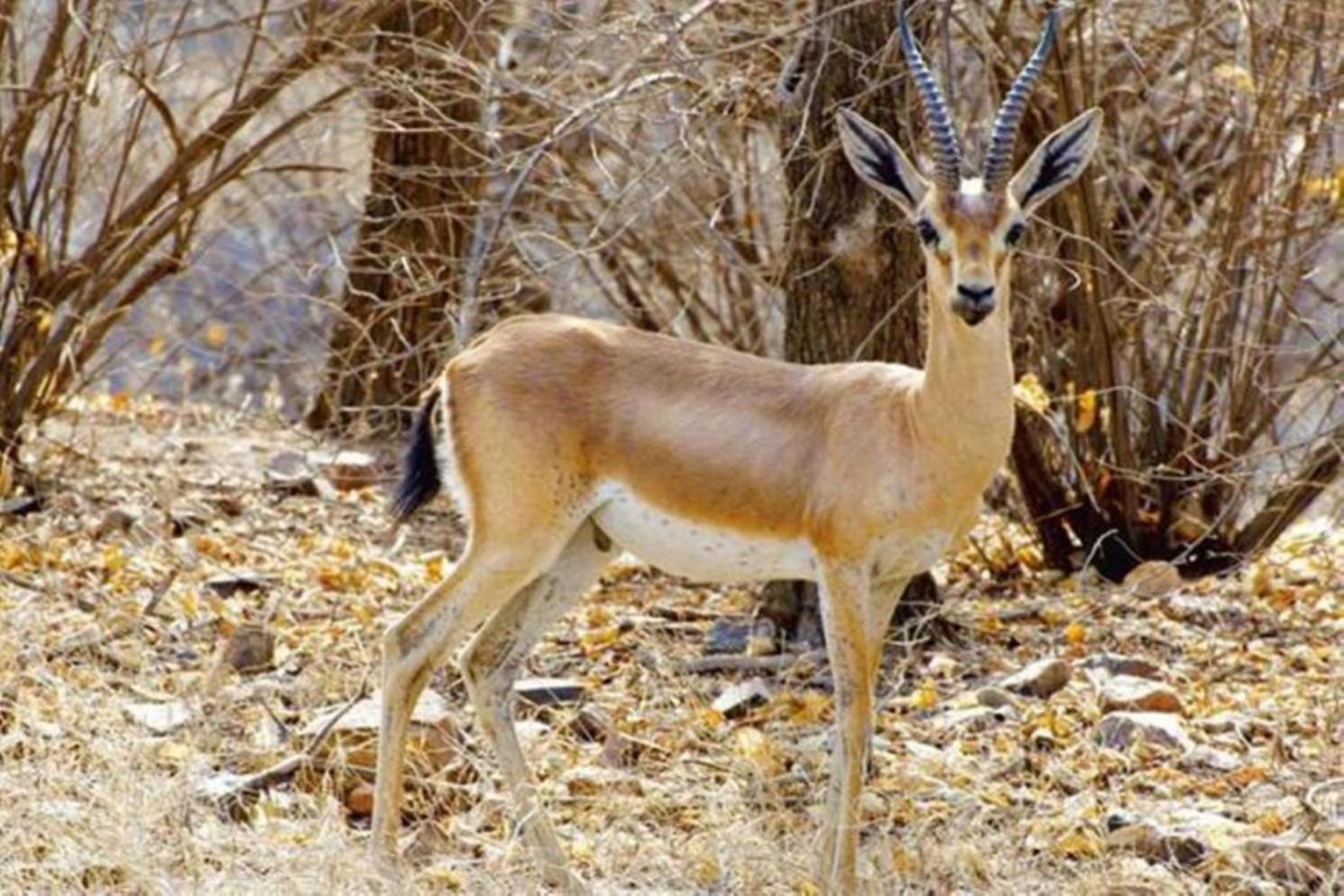 فندق The Vanashrya Ranthambore Khilchīpur المظهر الخارجي الصورة